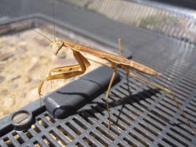 Cứng cáp, Bug thường xuyên được chủ nhân cho đi dạo ngoài trời. Mỗi chuyến đi lại là một trải nghiệm khó quên với cô bọ ngựa này.