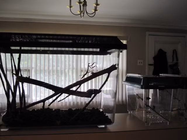 Ở trong phòng của mình, Bug chăm chỉ rèn luyện thân thể mỗi ngày.