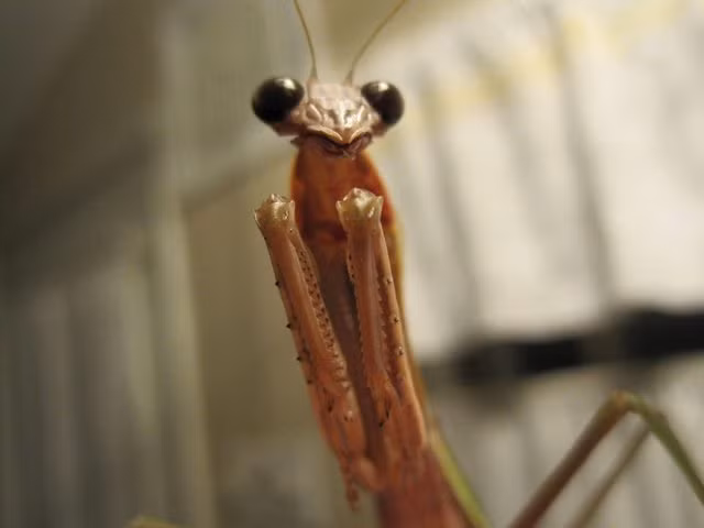 Tuy rất vui mừng cho Bug nhưng Brownham cũng đồng thời hiểu được vòng đời của cô bọ ngựa thú cưng không còn dài.