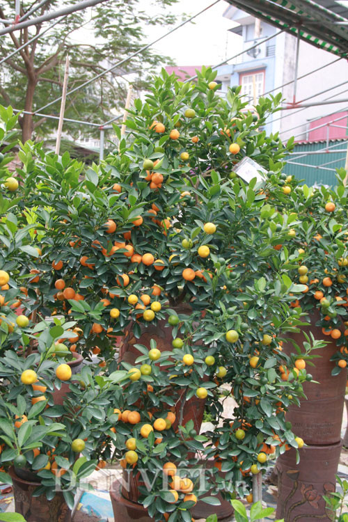 Thông thường, người nghệ nhân phải mất từ một đến ba năm để giâm cành trong chậu, sau đó mới tiến hành tạo dáng, uốn tỉa để tạo thế cho cây. Giá của những cây quất bonsai trong vườn nhà ông dao động từ 2-30 triệu đồng. Việc định giá này phụ thuộc và nhiều yếu tố như thế cây, tuổi đời, lộc, hoa và số quả.Cây càng có tuổi đời lâu, dáng và hoa đẹp thì sẽ càng bán được giá cao.