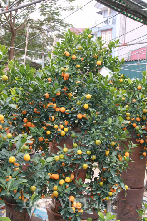 Thông thường, người nghệ nhân phải mất từ một đến ba năm để giâm cành trong chậu, sau đó mới tiến hành tạo dáng, uốn tỉa để tạo thế cho cây. Giá của những cây quất bonsai trong vườn nhà ông dao động từ 2-30 triệu đồng. Việc định giá này phụ thuộc và nhiều yếu tố như thế cây, tuổi đời, lộc, hoa và số quả.Cây càng có tuổi đời lâu, dáng và hoa đẹp thì sẽ càng bán được giá cao.