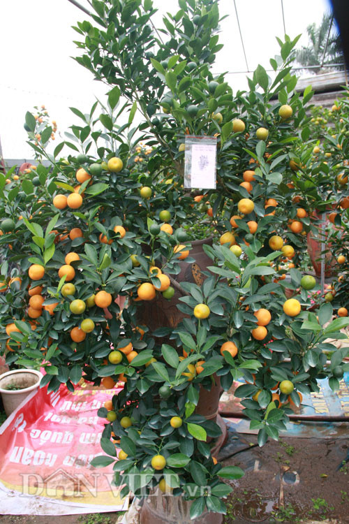 Theo ông Mạnh, để trồng ra được một cây quất bonsai đẹp, người trồng phải rất tỉ mỉ từ tỉa cành, tạo dáng, đón quả giữ hoa cho cây theo đúng từng thời điểm.