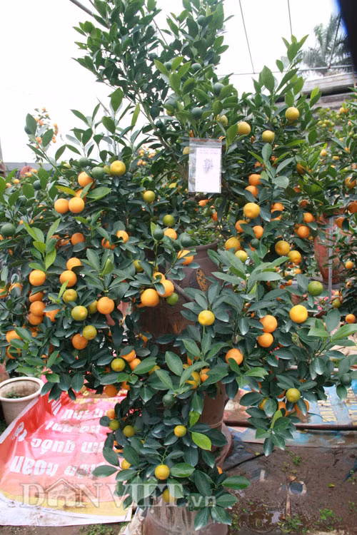 Theo ông Mạnh, để trồng ra được một cây quất bonsai đẹp, người trồng phải rất tỉ mỉ từ tỉa cành, tạo dáng, đón quả giữ hoa cho cây theo đúng từng thời điểm.