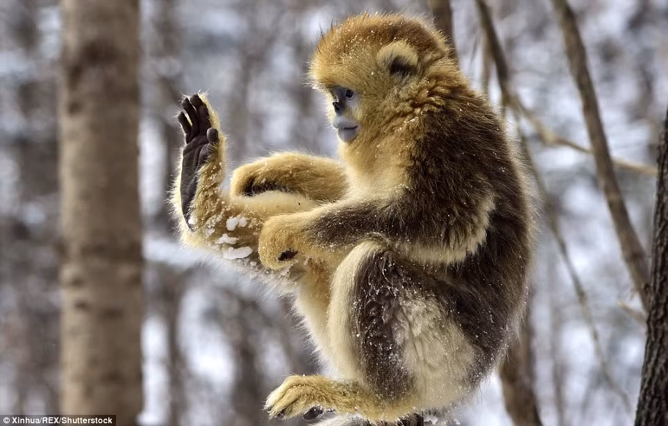 Môi trường sống được bảo đảm, số lượng loài khỉ quý hiếm này cũng nhanh chóng tăng lên.