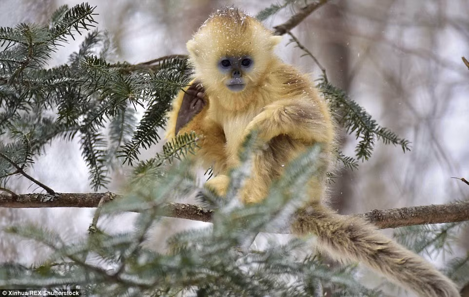 Theo Chương trình Bảo tồn Gorilla Quốc tế (IGCP), khỉ vàng sống có thể sống đến 19 năm. Thức ăn của chúng là tre, lá, trái cây.