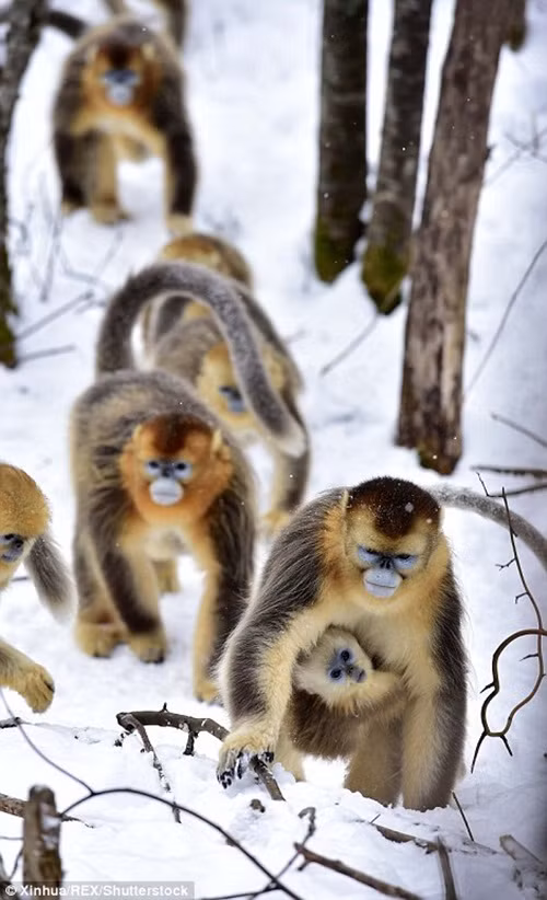 Đàn khỉ vàng đi dạo trên nền tuyết dày.