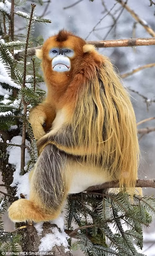 Một con khỉ vàng trông khá chán nản khi tuyết rơi dày, ảnh hưởng đến kế hoạch nghỉ dưỡng của nó.