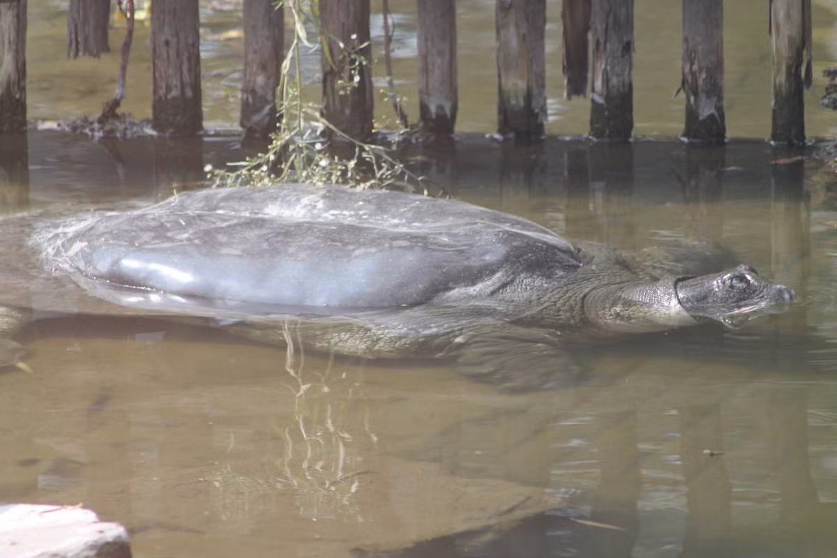 Vì là loài rùa cực hiếm, chính quyền Trung Quốc đang rất cố gắng trong việc bảo tồn loài rùa này trong điều kiện nuôi nhốt cũng như tập trung tìm kiếm các cá thể còn sống hoang dã.
