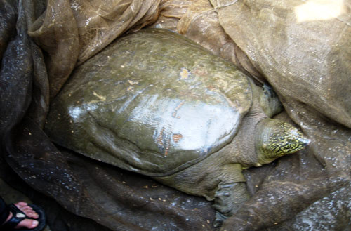 Việc họ hàng của Cụ Rùa Hồ Gươm, rùa Đồng Mô có được đưa về Hồ Gươm, tiếp nối sứ mệnh trở thành biểu tượng sống của thủ đô Hà nội hay không vẫn là một vấn đề lớn, chưa có thông tin chính thức.