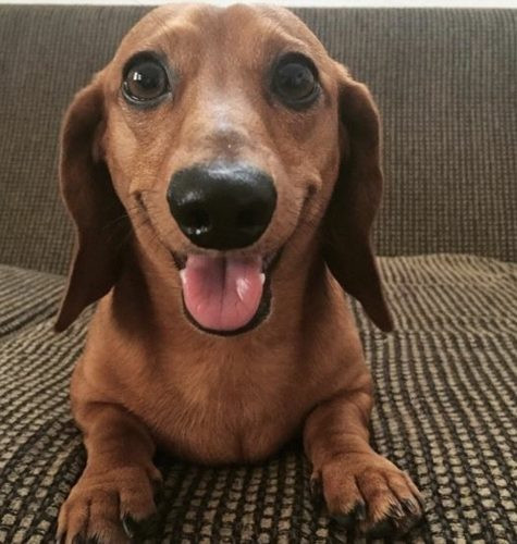 Hàng ngày được xem chương trình mình yêu thích đã là một niềm vui không lời nào diễn tả đối với chú chó này.