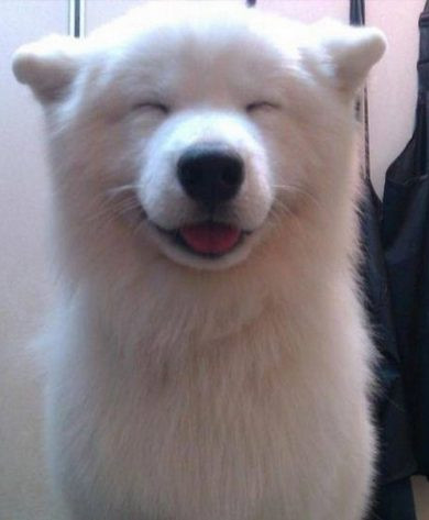 Sung sướng khi được khen đẹp mọi lúc mọi nơi, chú chó này luôn nở nụ cười tươi rói cảm ơn.