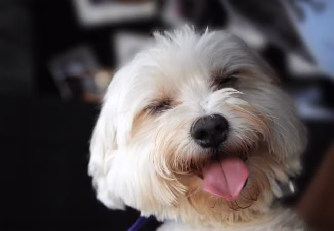 Nụ cười dễ thương của cô chó này không chỉ chứng minh cô nàng đang có một cuộc sống nhiều người mơ ước mà còn giúp mọi người vui vẻ hơn, yêu đời hơn.