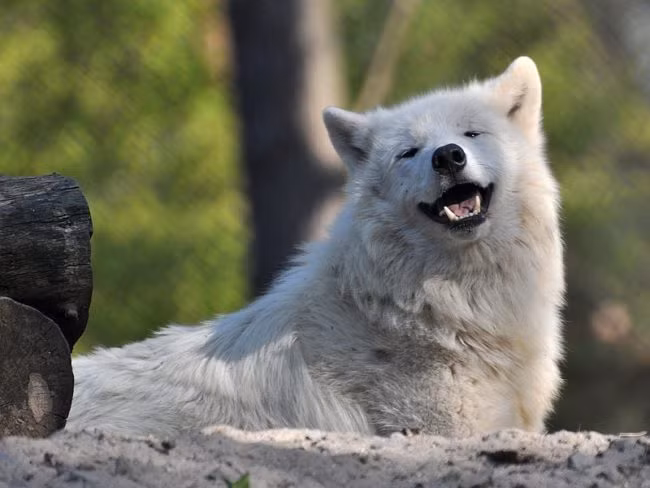 Chỉ đơn giản là cười lên cho cuộc sống thoải mái, chú chó này đã dạy con người một bài học cuộc sống ý nghĩa.