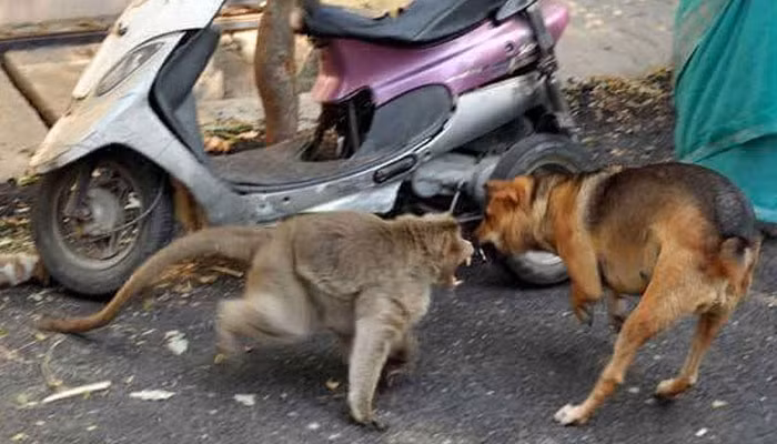 Cảm động bởi tình mẫu tử khác loài của khỉ mẹ và chó con, người dân địa phương đã giúp đỡ khỉ mẹ bằng cách cung cấp thực thẩm cho cặp mẹ con động vật kỳ lạ này. Trong ảnh là khoảnh khắc khỉ mẹ xả thân bảo vệ con mình khỏi sự tấn công của các con chó khác.