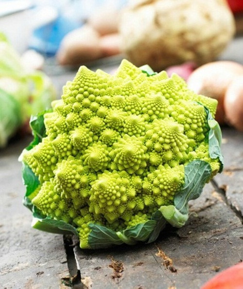 Sở dĩ loài thực vật này có tên gọi là súp lơ ngoài hành tinh bởi vì ngoại hình của loại súp lơ này vô cùng kỳ lạ, xoắn ốc một cách chuẩn mực, không giống như bất kỳ loài thực vật Trái đất nào.