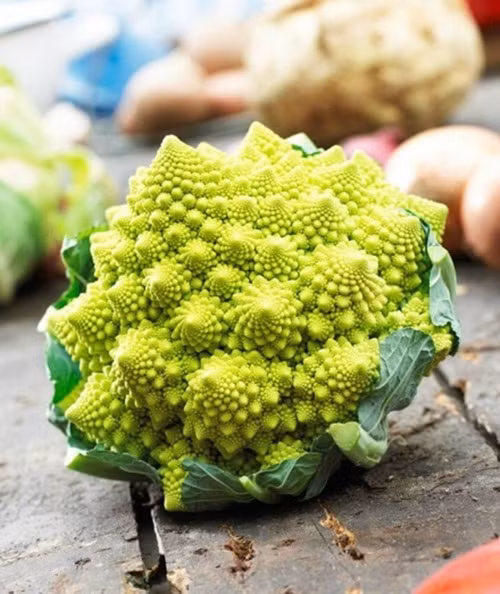 Sở dĩ loài thực vật này có tên gọi là súp lơ ngoài hành tinh bởi vì ngoại hình của loại súp lơ này vô cùng kỳ lạ, xoắn ốc một cách chuẩn mực, không giống như bất kỳ loài thực vật Trái đất nào.