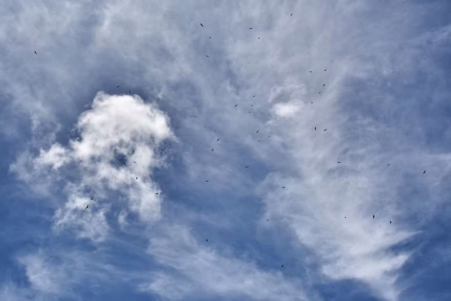 Chúng đi sinh sống theo đàn lớn và có liên kết xã hội mạnh mẽ với nhau.