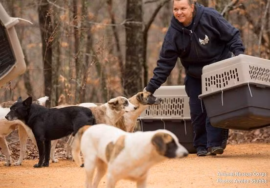 Cuối cùng, mọi người cũng thành công trong việc thuyết phục người đàn ông để đàn chó hoang ra đi, để chúng được chăm sóc một cách tốt hơn, có một mái nhà yên ấm vĩnh viễn. Bản thân ông cũng sẽ được những tổ chức cộng đồng lo cho nơi ăn chốn ở, được chăm sóc y tế.