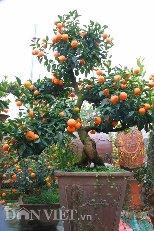 Cây quất bonsai thế ngũ phúc chỉ được chủ vườn cho thuê chứ quyết không bán