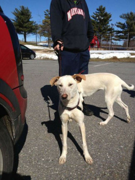 Con chó đột biến? Loài chó với thân hình siêu dài này không có thật? Hoàn toàn không phải, góc chụp độc đáo khiến hai con chó nhập làm một và tạo ra hình ảnh ấn tượng khó tin này.