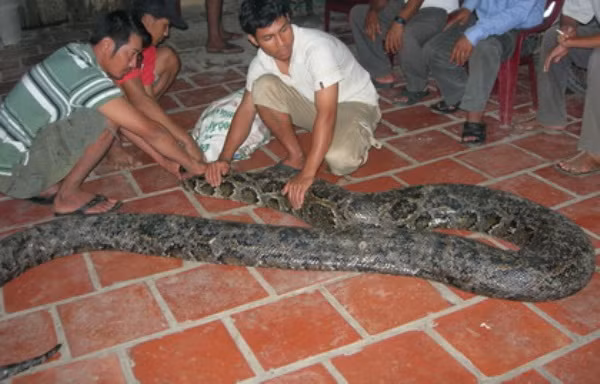 Vào ngày 3/8/2012, một nông dân ở Sóc Trăng đã phát hiện một con trăn khổng lồ dài tới 6m, nặng gần 100kg trong khi đang làm rẫy. Khi bị bắt được con trăn đang chuẩn bị lột xác, nó rất hiền lành.