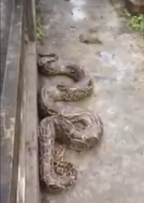 Theo như lời của trưởng thôn Trai Trang vào năm ngoái người dân cũng đã từng bắt được con trăn khổng lồ này rồi lại thả ra, nó sống lang thang xung quanh khu vực nghĩa địa, không làm hại ai và cũng không có ai dám giết con quái trăn kỳ lạ này.