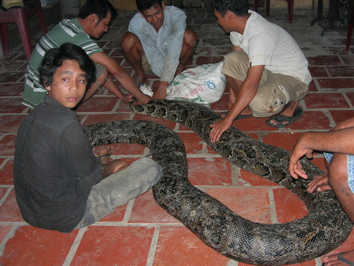 Sau khi bị dọa sợ, anh Trần Minh Sanh (người phát hiện ra con trăn) đã về nhà hô hào mọi người đến địa điểm phát hiện và phải mất 10 người mới có thể khiêng được con trăn khổng lồ này về nhà. Sau đó anh Sanh đóng chuồng và nuôi nhốt con trăn khủng hiếm gặp này.