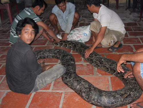 Sau khi bị dọa sợ, anh Trần Minh Sanh (người phát hiện ra con trăn) đã về nhà hô hào mọi người đến địa điểm phát hiện và phải mất 10 người mới có thể khiêng được con trăn khổng lồ này về nhà. Sau đó anh Sanh đóng chuồng và nuôi nhốt con trăn khủng hiếm gặp này.