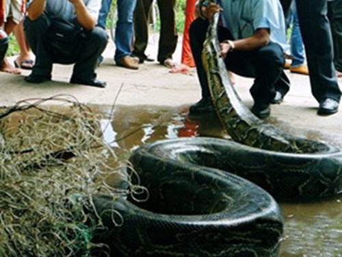 Theo số liệu đo đạc, con trăn khổng lồ bị bắt này có chiều dài 5,2m, vòng bụng 50cm, nặng trên 100kg. Người dân địa phương cho rằng con trăn này là loài trăn gấm, giống cái, vừa mới đẻ.