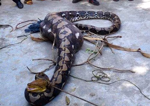 Tuy vậy con trăn khổng lồ dài tới 5m, nặng 30kg này không may mắn như con trăn chui mộ ở Hưng Yên, nó bị người dân giết thịt trong khi vẫn còn chưa tiêu hóa được chỗ thức ăn vừa mới nuốt. Khi mổ con trăn, người ta lôi ra con bê tội nghiệp nặng gần bằng trọng lượng của con trăn.