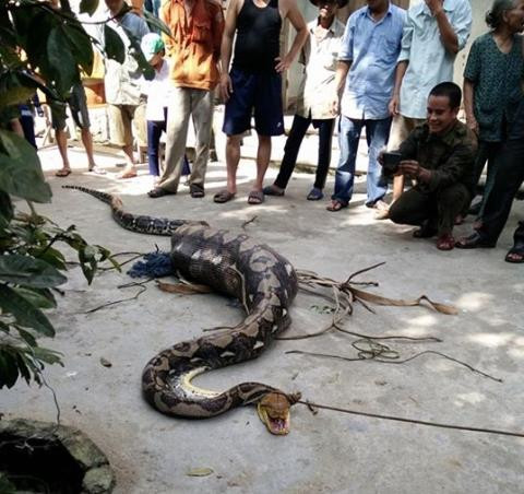 Cách đây không lâu, vào ngày 10/12/2015, người dân địa phương xã Quế Thọ (huyện Hiệp Đức, tỉnh Quảng Nam) đã bắt được một con trăn khổng lồ đang nuốt nguyên cả một con bê con của một hộ dân nơi đây. Do quá no nê không thể di chuyển được đến nơi an toàn, con trăn khủng đã bị người dân bắt được.