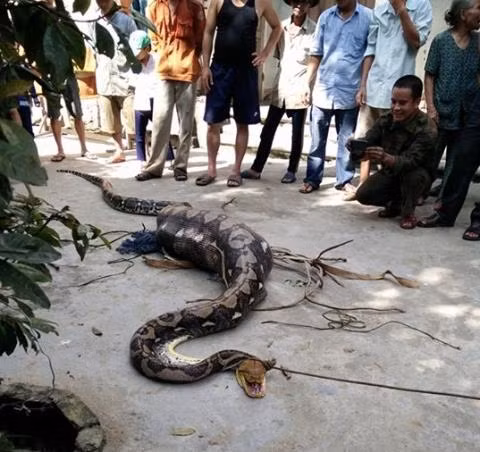 Cách đây không lâu, vào ngày 10/12/2015, người dân địa phương xã Quế Thọ (huyện Hiệp Đức, tỉnh Quảng Nam) đã bắt được một con trăn khổng lồ đang nuốt nguyên cả một con bê con của một hộ dân nơi đây. Do quá no nê không thể di chuyển được đến nơi an toàn, con trăn khủng đã bị người dân bắt được.