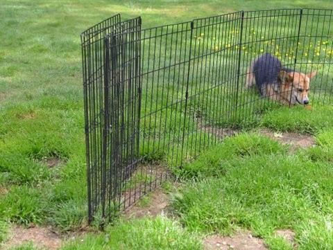 Không gì có thể diễn tả sự ngốc nghếch của chú chó này. Đường rộng thì chú ta nhất quyết không chịu đi, cứ đâm đầu vào nơi không thể.