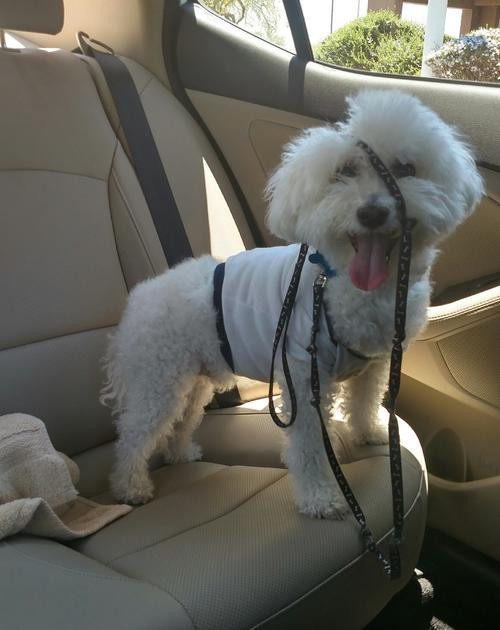 Tự biến mình thành trò hề bằng cách làm rối dây kéo nhưng chẳng ai cười trước hành động ngây ngô này của chú chó.