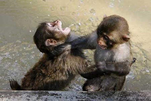 Ngay từ bé, khỉ cũng đã có những trận đánh đồng loại, chúng vui đùa với nhau và trong lúc quá tay, rất có thể màn vui đùa biến thành trận đấu phân cao thấp.