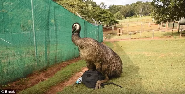 Đà điểu khi trưởng thành có thể cao trên 2m, nặng gần 70kg thường không hung dữ, tấn công con người nhưng nếu bị làm phiền khi đang "mây mưa" nó có thể đuổi và đá con người, gây ra thương tích nghiêm trọng.