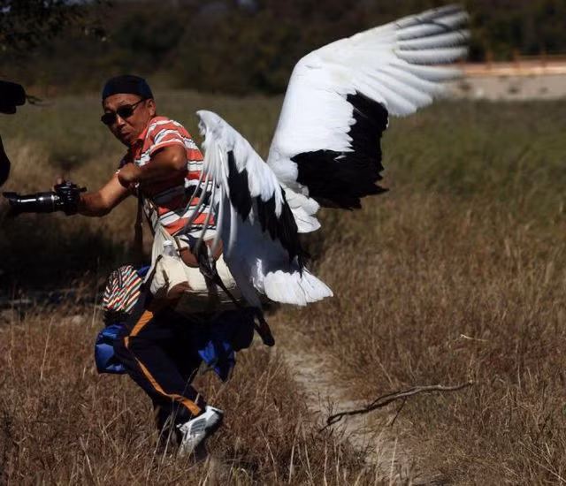 Rình rập săn ảnh không đúng lúc, nhiếp ảnh gia này phải hứng chịu cơn thịnh nộ của con sếu này.