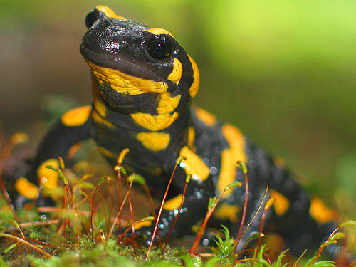 Khi bị loài nấm ăn da Batrachochytrium salamandrivorans tấn công, những cá thể động vật lưỡng cư sẽ bị tổn thương da vô cùng nghiêm trọng, dẫn đến tình trạng không thể điều hòa cân bằng cơ thể, chán ăn, mệt mỏi, thờ ơ cuối cùng chết trong đau đớn.