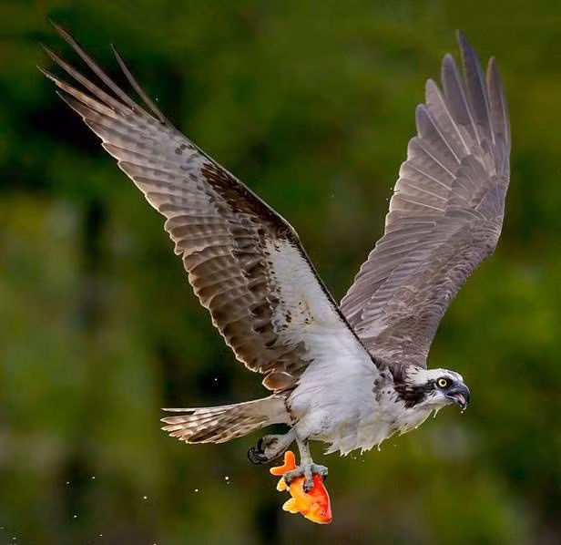 Đứng quan sát khá lâu, ngay khi thấy cơ hội tới, chim ưng biển bổ nhào xuống nước tóm chặt lấy con mồi. Trong ảnh là khoảnh khắc chim ưng biển săn cá vàng thành công, tung cánh bay đi đầy kiêu hãnh.