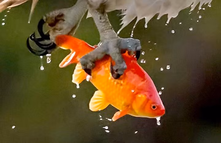 Theo như nhiếp ảnh gia thì con cá vàng tội nghiệp này là một vật nuôi được người dân địa phương phóng sinh.