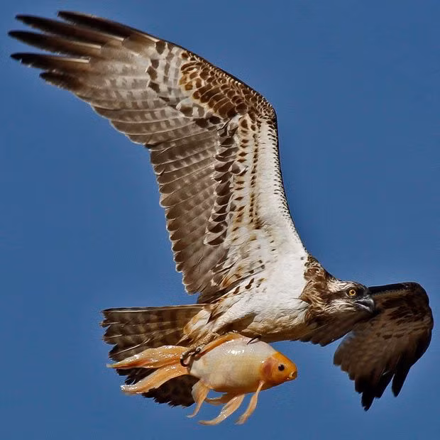 Một khi đã bắt được mồi, chim ưng sẽ cắm sâu móng vuốt vào thân mình con mồi tội nghiệp và cực hiếm khi để thức ăn tới miệng còn rơi mất.