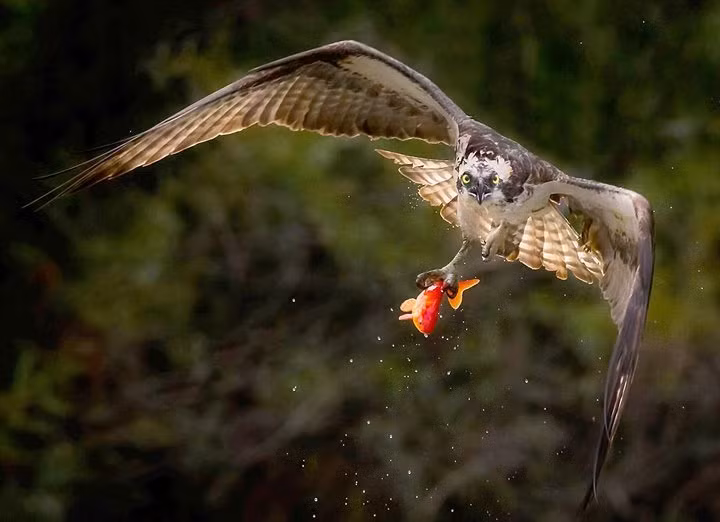 Nhiếp ảnh gia người Canada, Ramesh Chandar may mắn chộp được khoảnh khắc khi chim ưng biển săn mồi đầy ngoạn mục ở một ao nhỏ, nội thành Toronto, Canada.