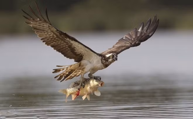 Chim ưng biển cũng nổi tiếng là loài chim có tỉ lệ săn mồi thành công cao. Những con mồi nó đã nhắm trúng khó có khả năng thoát khỏi cái chết.