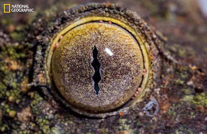 Thằn lằn Uroplatus sikorae sở hữu một đôi mắt lồi sáng bóng với con người hẹp dài nhưng vô cùng nhanh nhạy.