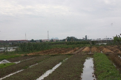 Tuy vậy, thời tiết khắc nghiệt, rét đậm rét hại kéo dài khiến nhiều khu đất bị bỏ trống.