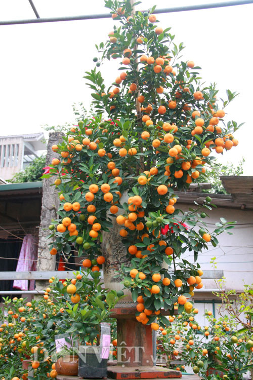 Cây quất bonsai thế long phượng vần vũ được bán với giá 30 triệu đồng