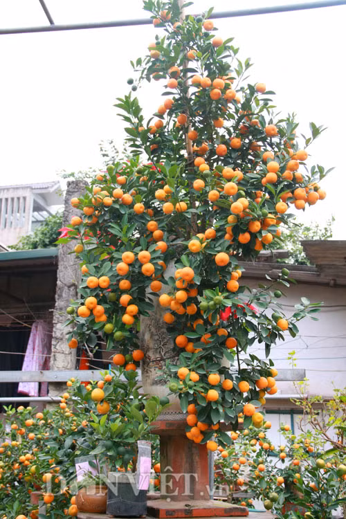 Cây quất bonsai thế long phượng vần vũ được bán với giá 30 triệu đồng