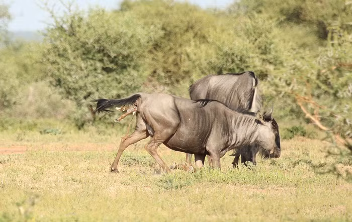 Nhiếp ảnh gia Michelle Sole đã bắt được khoảnh khắc cận cảnh sự ra đời hoang dã của linh dương đầu bò hoang dã khiến nhiều người vô cùng thích thú. Vì không muốn làm phiền đến bà mẹ mới sinh, nhiếp ảnh gia chỉ đứng từ xa và ghi lại khoảnh khắc đáng nhớ này.