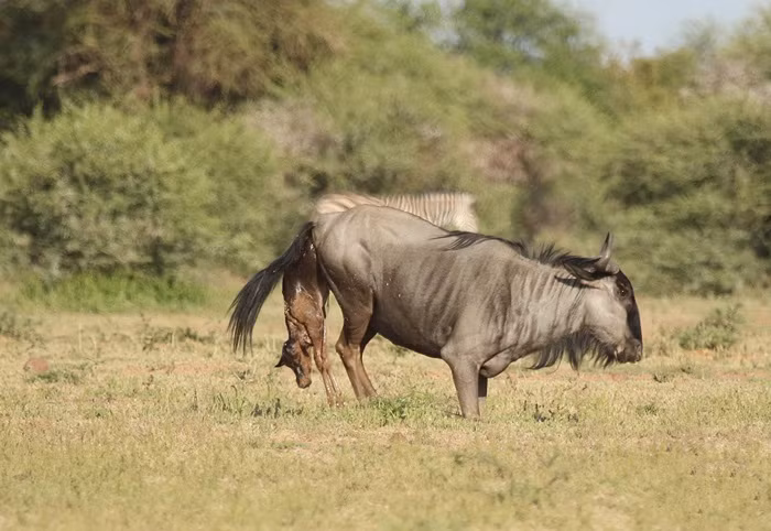 Vào thời gian tháng 12 và tháng 1 ở Nam Phi là khoảng thời gian nhiều loài động vật ăn cỏ sinh đẻ nhất. Tuy vậy chỉ có 50% con non còn sống sót an toàn. 50% còn lại chết do khó sinh hoặc bị động vật ăn thịt rình rập và trở thành bữa ăn ngay khi vừa đặt chân đến thế giới.