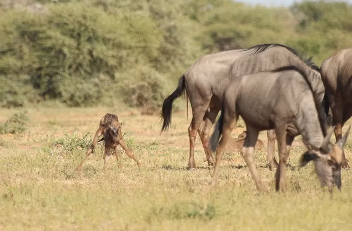 Vượt cạn thành công, sinh hạ linh dương đầu bò con khỏe mạnh, lành lặn, linh dương mẹ chăm chú ăn cỏ để hồi phục sức khỏe.